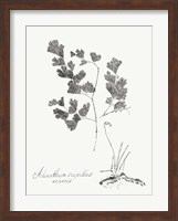 Botanical Imprint I Fine Art Print