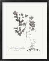 Botanical Imprint I Framed Print