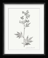 Botanical Imprint II Fine Art Print