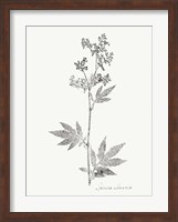 Botanical Imprint II Fine Art Print
