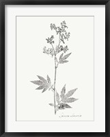 Botanical Imprint II Framed Print
