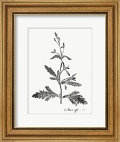 Botanical Imprint III Fine Art Print