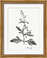 Botanical Imprint III Fine Art Print
