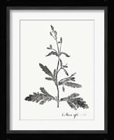 Botanical Imprint III Fine Art Print