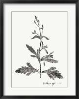 Botanical Imprint III Fine Art Print