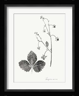 Botanical Imprint IV Fine Art Print