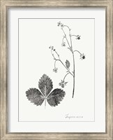 Botanical Imprint IV Fine Art Print