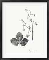 Botanical Imprint IV Fine Art Print