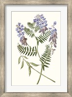 Graceful Botanical V Fine Art Print