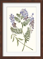 Graceful Botanical V Fine Art Print