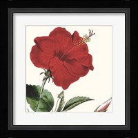 Cropped Antique Botanical I Fine Art Print
