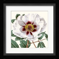 Cropped Antique Botanical II Fine Art Print