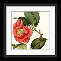 Cropped Antique Botanical III Fine Art Print