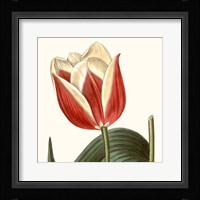 Cropped Antique Botanical IV Fine Art Print