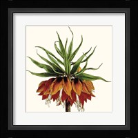 Cropped Antique Botanical V Fine Art Print