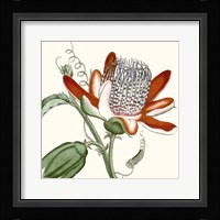 Cropped Antique Botanical VI Fine Art Print