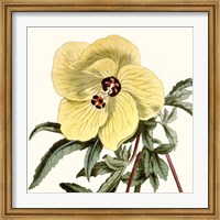 Cropped Antique Botanical VII Fine Art Print