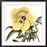 Cropped Antique Botanical VII Fine Art Print