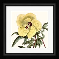 Cropped Antique Botanical VII Framed Print