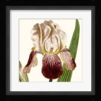 Cropped Antique Botanical VIII Fine Art Print