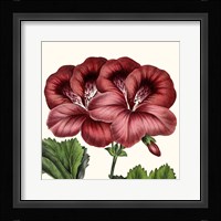 Cropped Antique Botanical IX Fine Art Print