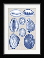 Navy & Linen Shells I Fine Art Print