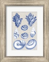 Navy & Linen Shells IV Fine Art Print
