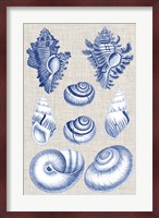 Navy & Linen Shells IV Fine Art Print