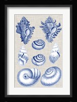 Navy & Linen Shells IV Fine Art Print