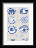 Navy & Linen Shells V Fine Art Print