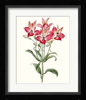 Roseate Blooms I Fine Art Print