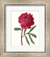 Roseate Blooms IV Fine Art Print