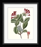 Roseate Blooms V Fine Art Print