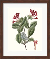 Roseate Blooms V Fine Art Print