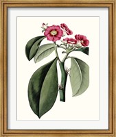 Roseate Blooms VI Fine Art Print