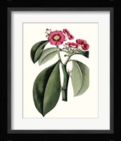 Roseate Blooms VI Fine Art Print