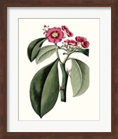 Roseate Blooms VI Fine Art Print