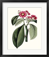 Roseate Blooms VI Framed Print