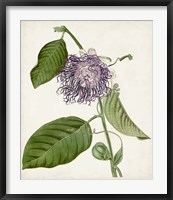 Vintage Passionflower I Fine Art Print