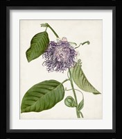 Vintage Passionflower I Fine Art Print