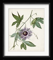 Vintage Passionflower II Fine Art Print