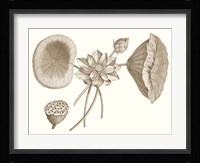 Sepia Water Lily I Fine Art Print