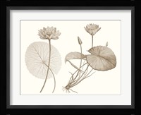 Sepia Water Lily II Fine Art Print