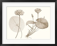 Sepia Water Lily II Framed Print