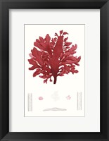 Striking Seaweed I Fine Art Print