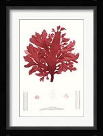 Striking Seaweed I Fine Art Print