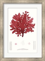 Striking Seaweed I Fine Art Print