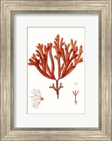 Striking Seaweed II Fine Art Print