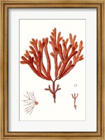 Striking Seaweed II Fine Art Print