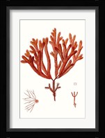 Striking Seaweed II Fine Art Print